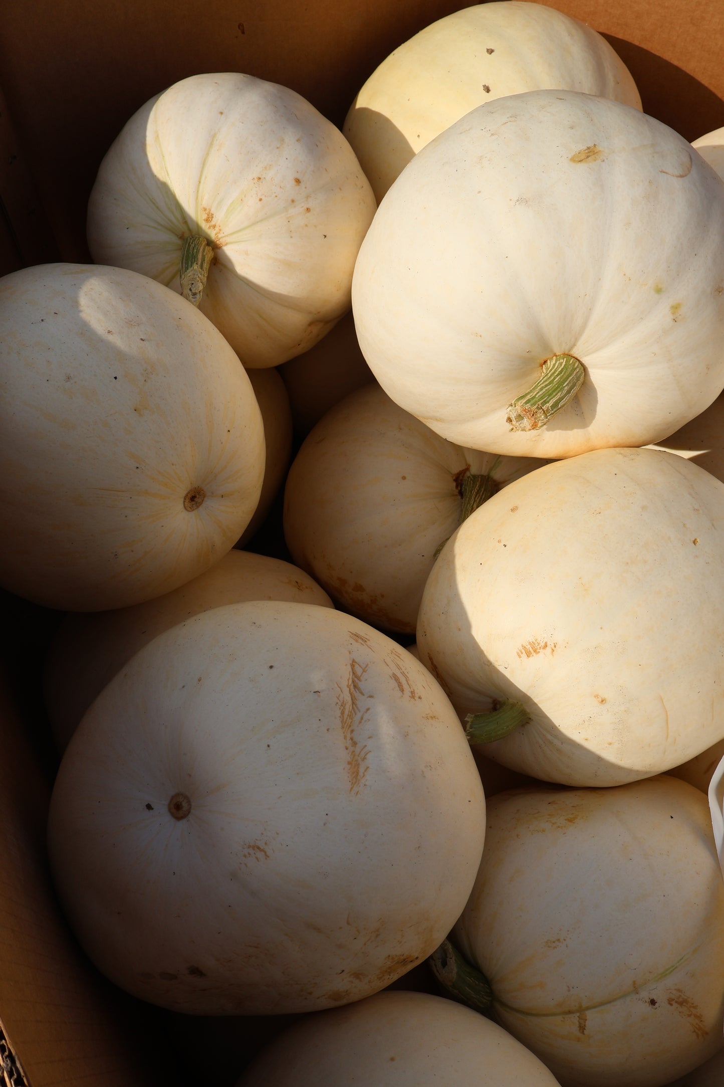 Large White Pumpkin