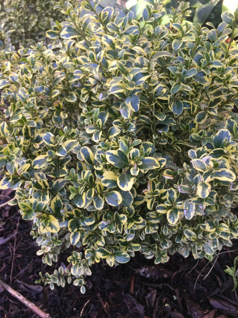 Boxwood - Gold Gem