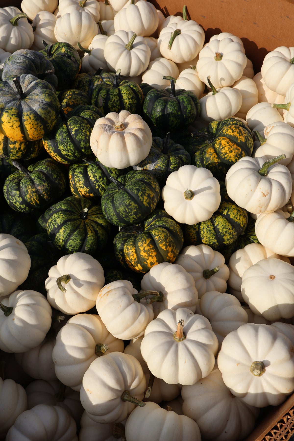 Mini Pumpkin