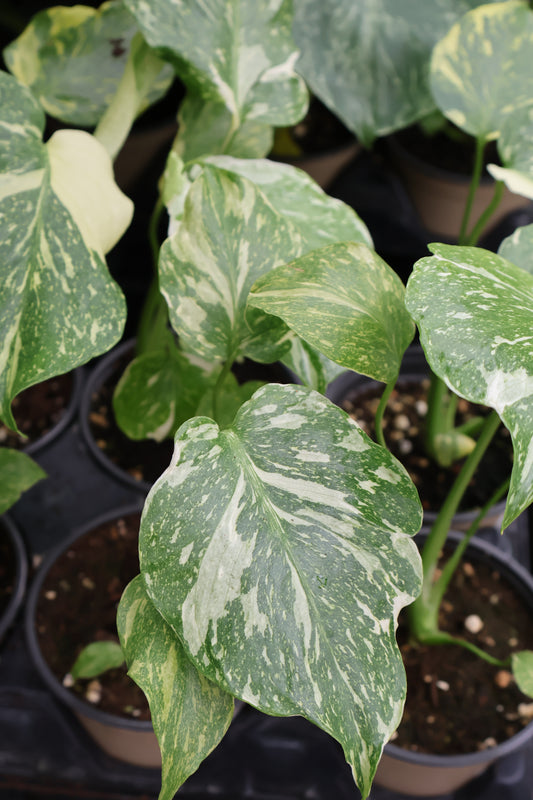 4.5" MONSTERA ELECTROLYTE