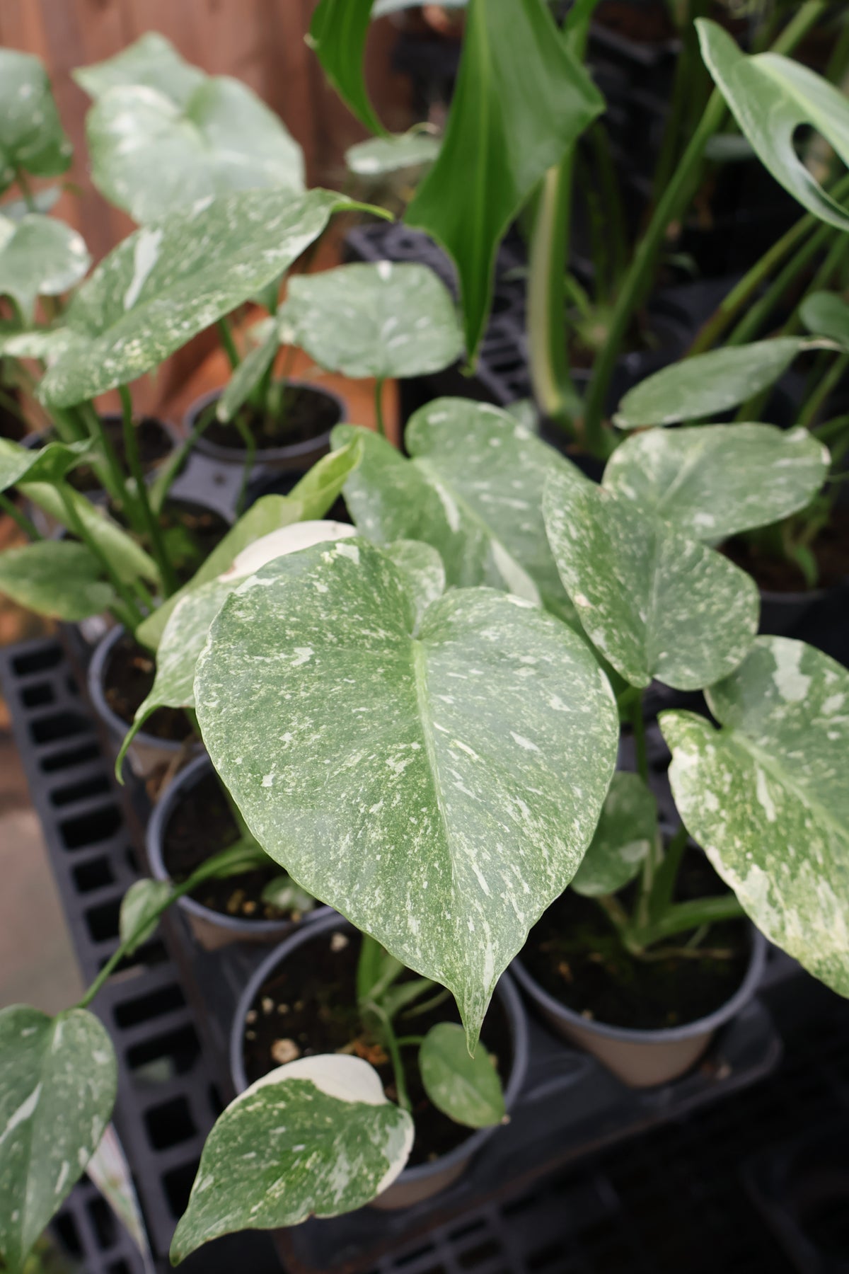 4.5" MONSTERA GREEN SNOW