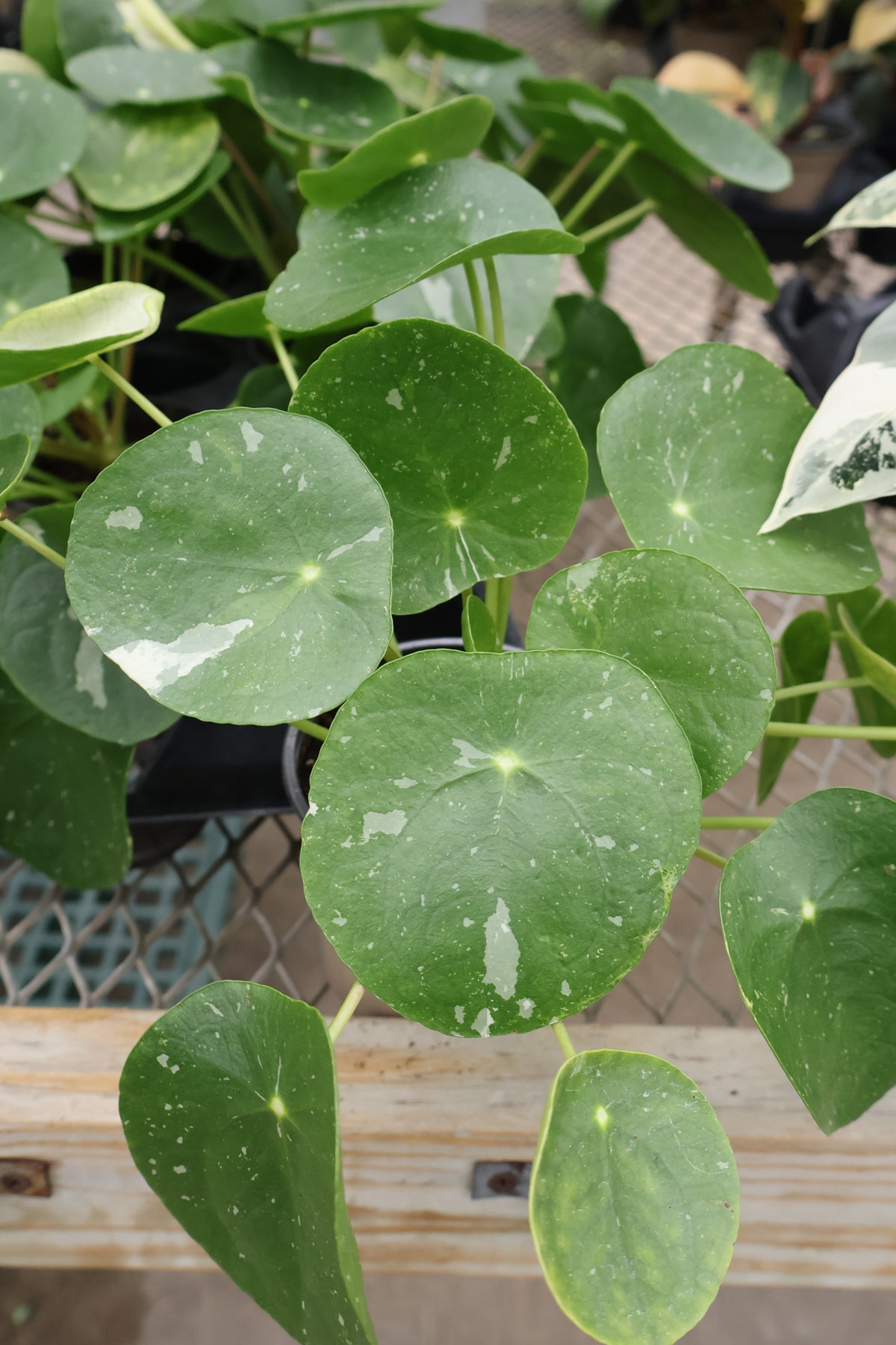 4.5" CHINESE MONEY PLANT VARIEGATED