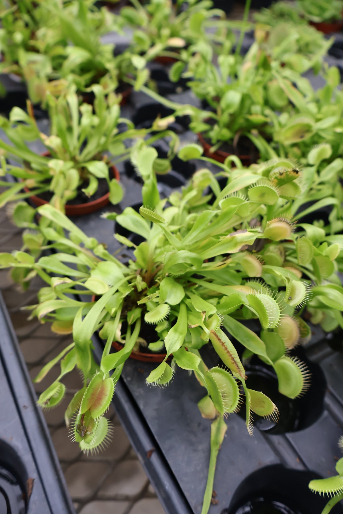 3"  VENUS FLY TRAPS