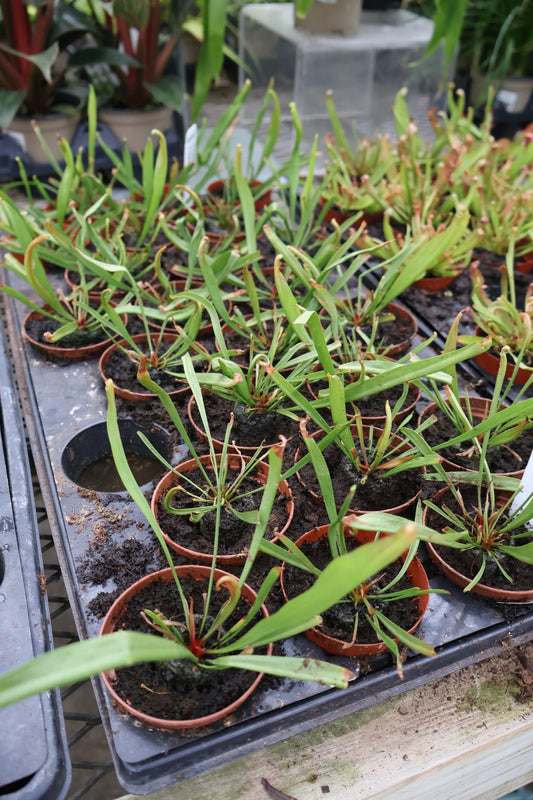 4" FARNHAMII PITCHER PLANT