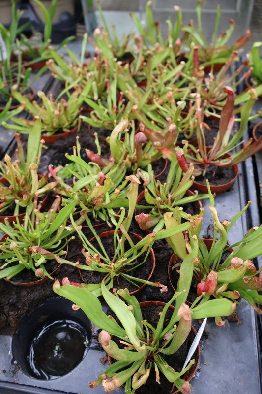 3" PITCHER PLANT BARBA RED