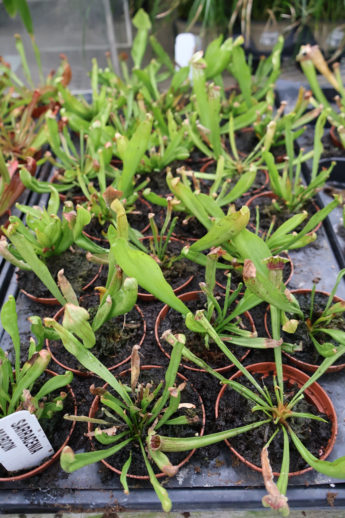3" PITCHER PLANT MAROON