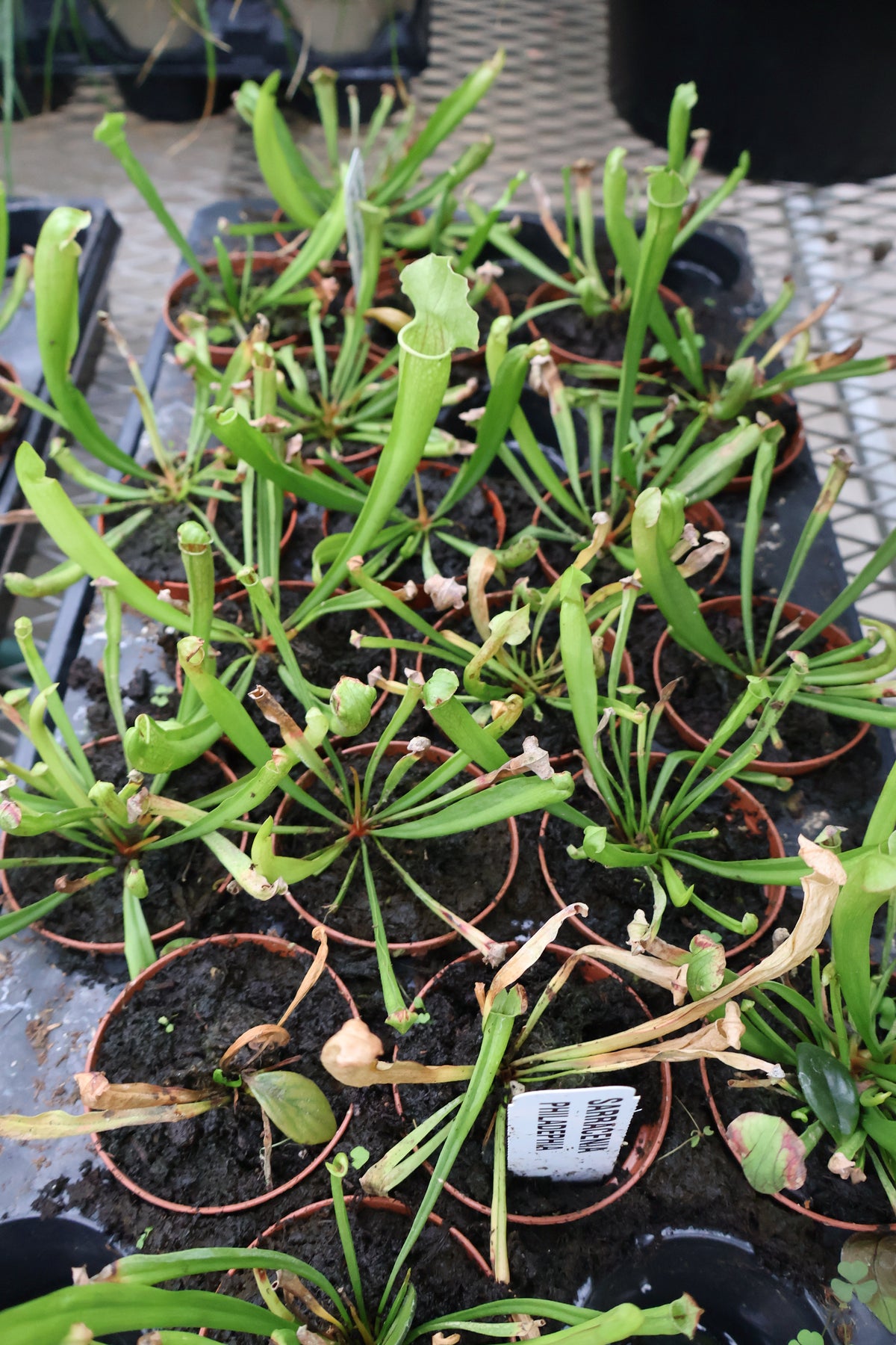 3" PITCHER PLANT PHILADELPHIA