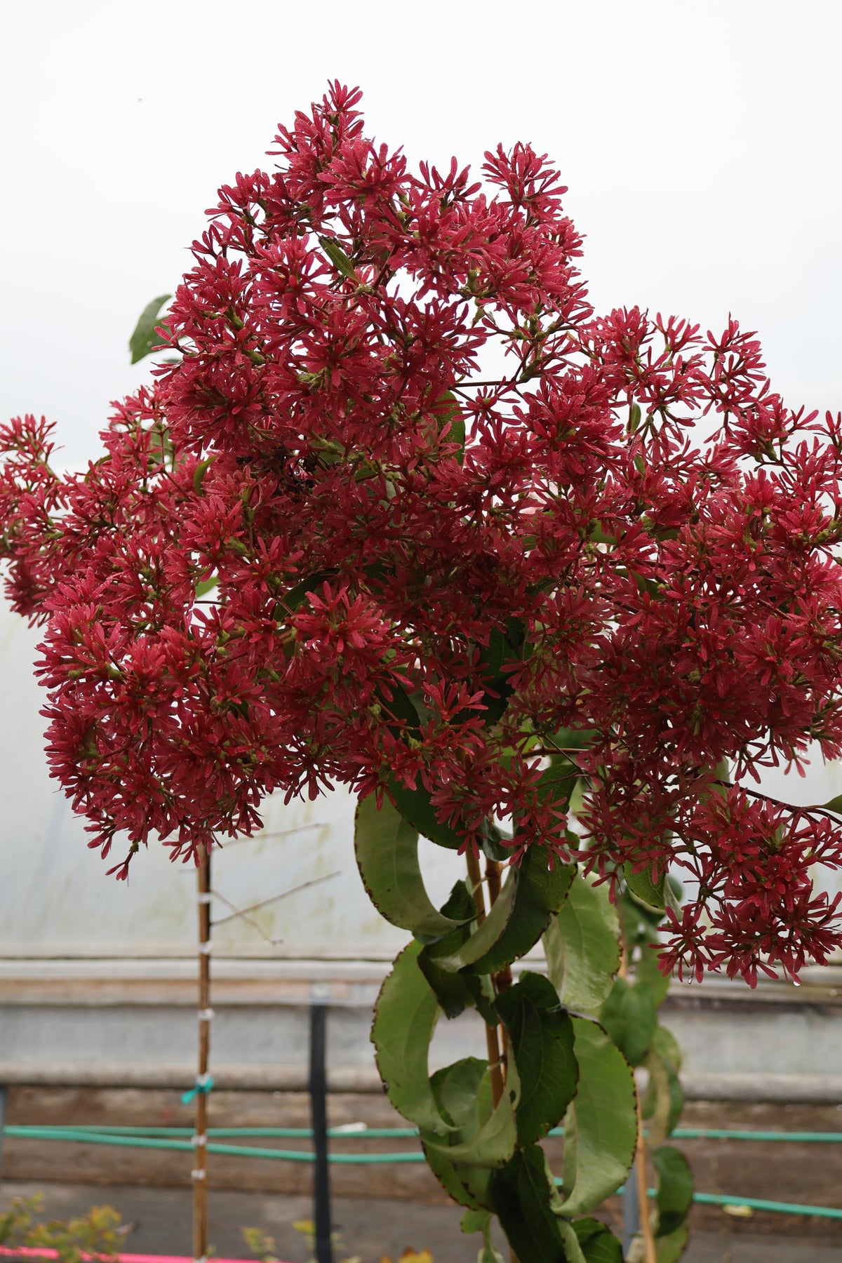 Heptacodium - Temple of Bloom