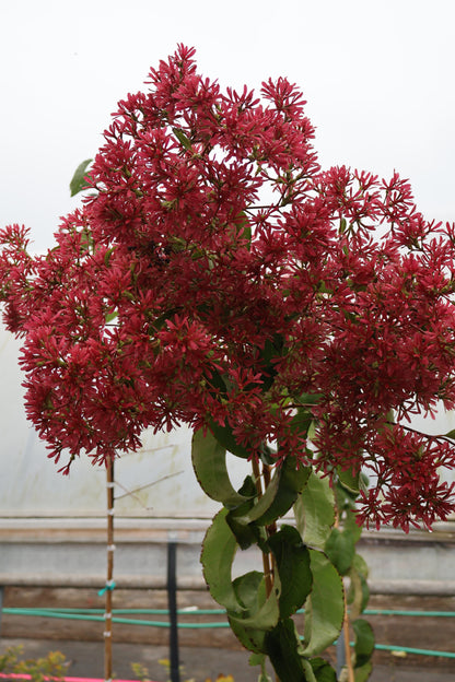 Heptacodium - Temple of Bloom