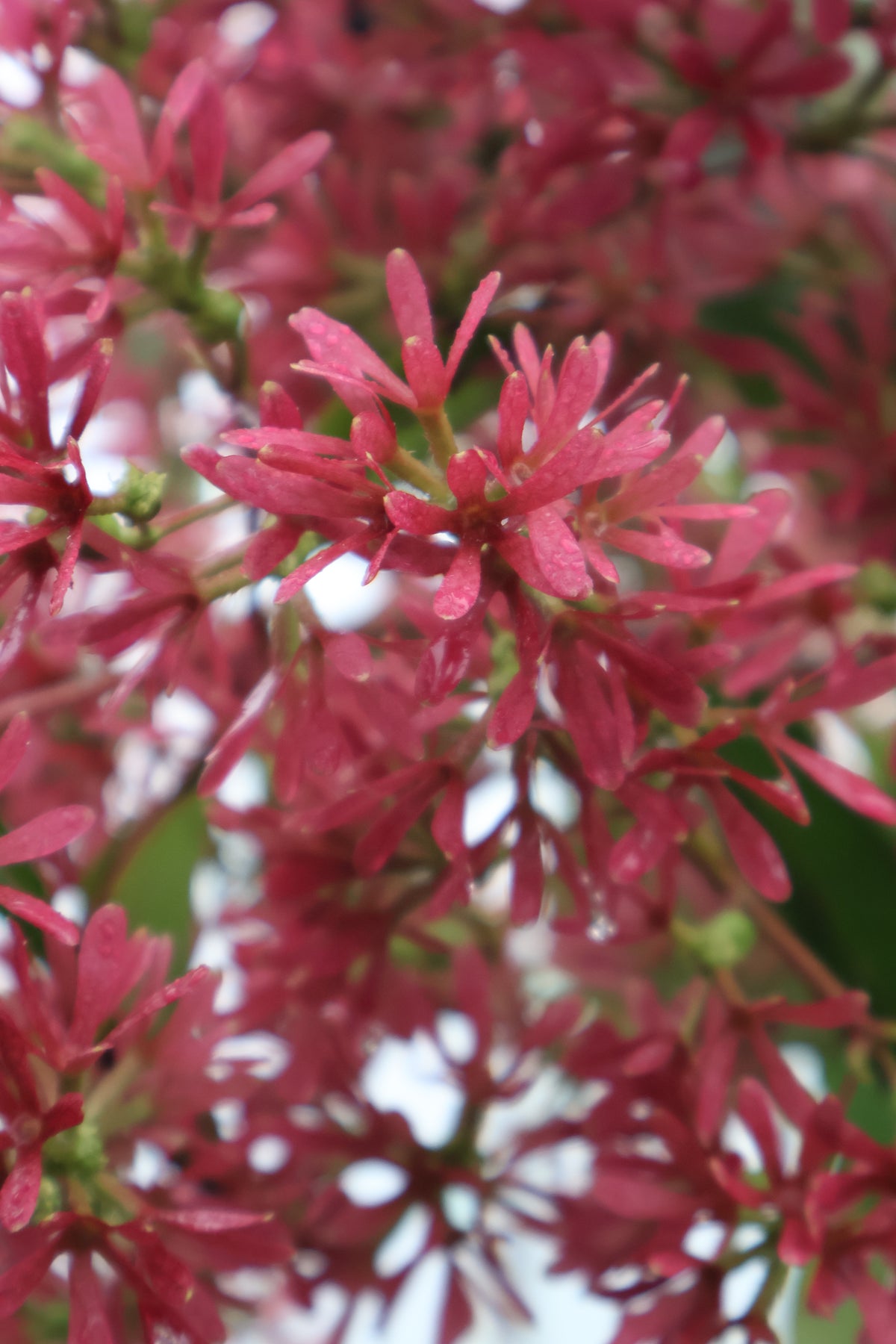 Heptacodium - Temple of Bloom