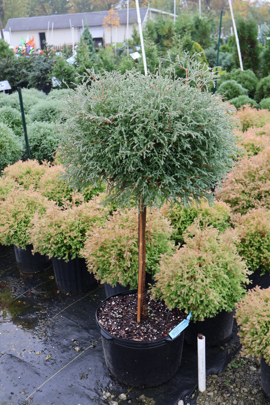 Arborvitae - Bowling Ball Dwarf