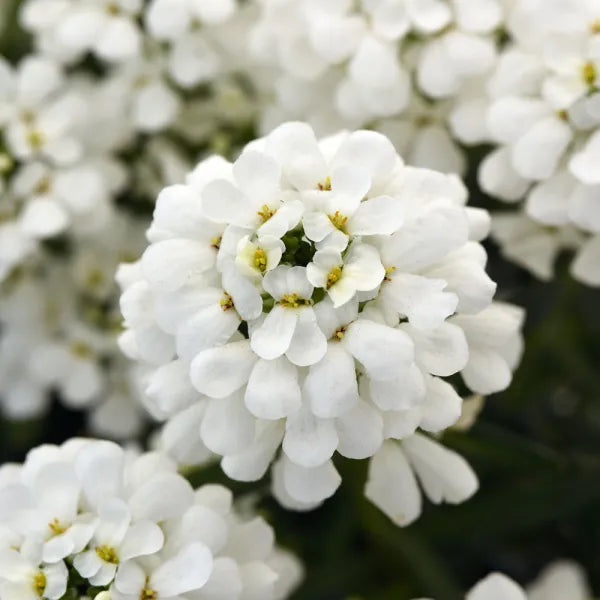 Iberis 'Snowsation' Candytuft