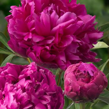 Paeonia 'Inspector Lavergne' Peony