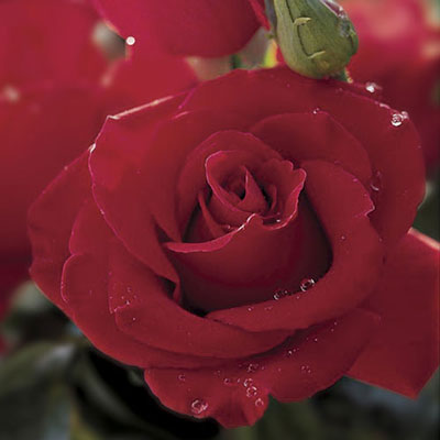 Rose - Veterans Honor