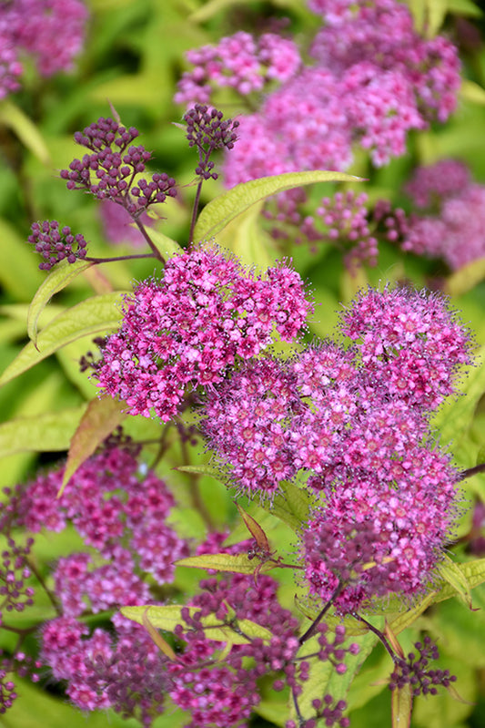 Spirea - Flaming Mound