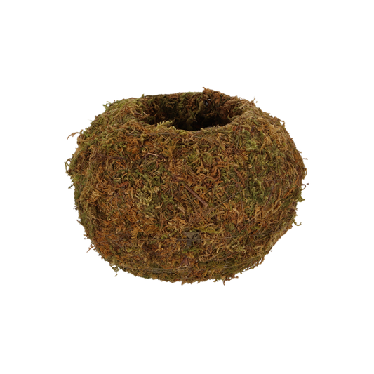 Medium Kokedama Ball