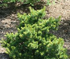 Japanese Pine-Hagaromo Dwarf
