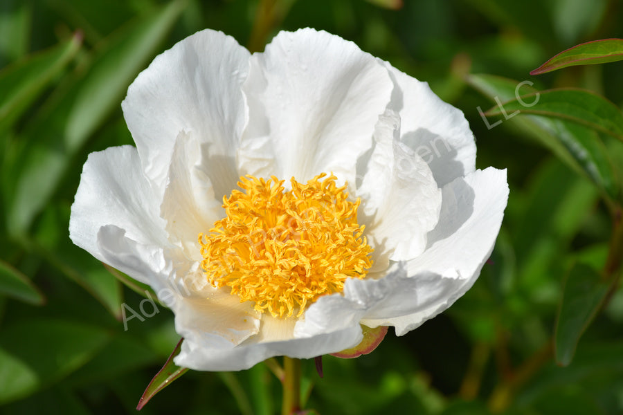 Peony - Krinkled White