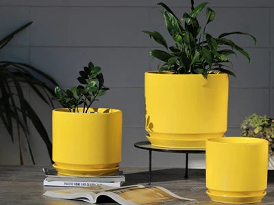 Bumblebee Satin Comet Planter