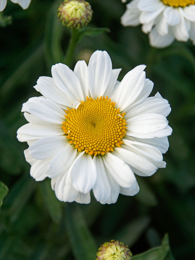 Leucanthemum 'Sweet Daisy Jane’ Shasta Daisy