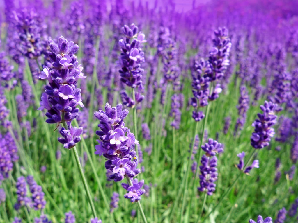 Lavandula Angustifolia Lavender