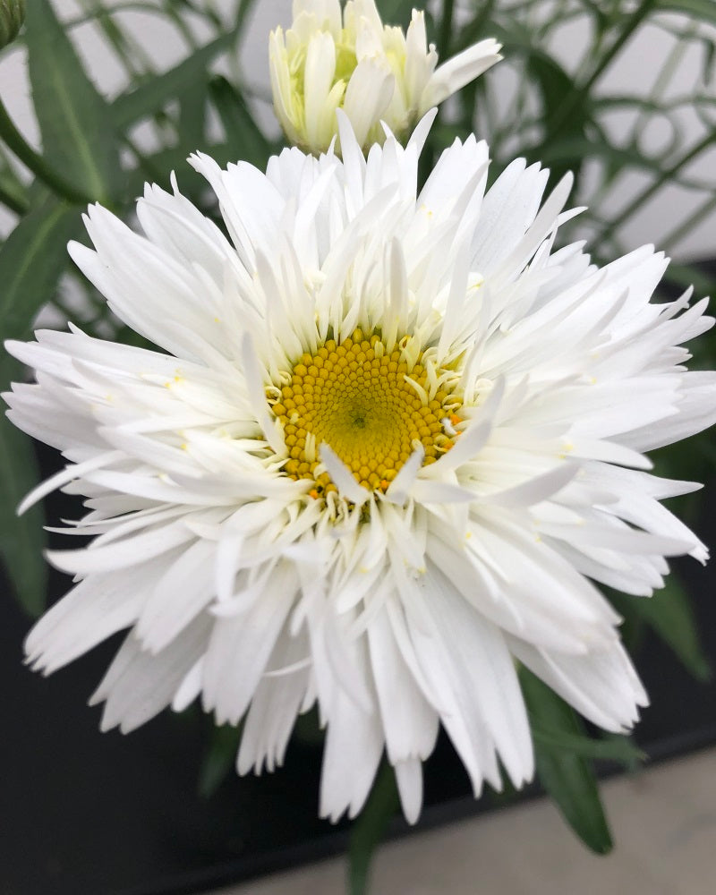 Leucanthemum 'Rebecca' Daisy