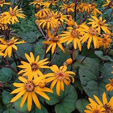 Ligularia 'Desdemona'