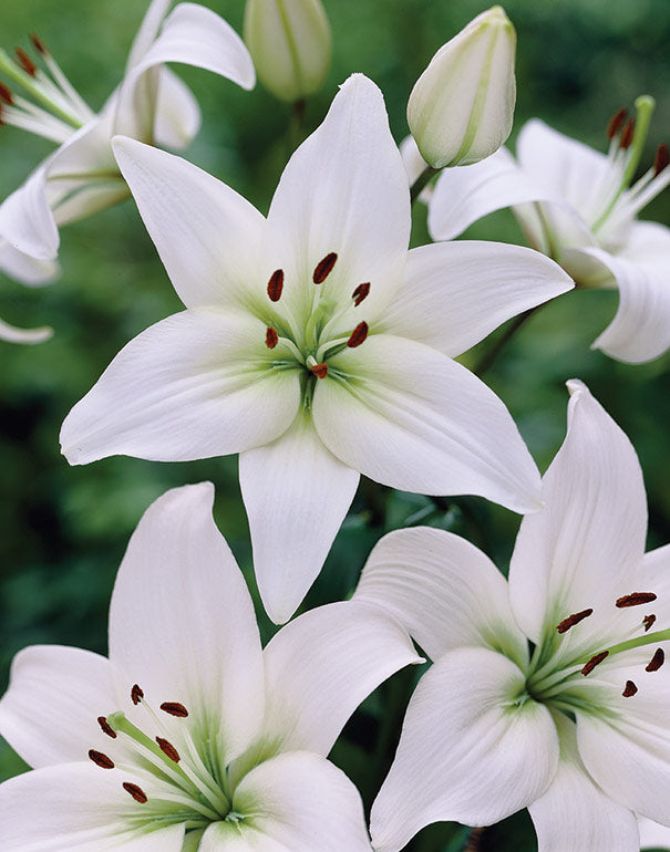 Hardy Lily, Asiatic ‘Navona’ Bulb