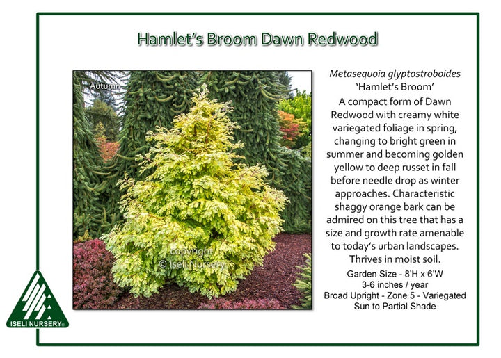 Dawn Redwood - Hamlet's Broom