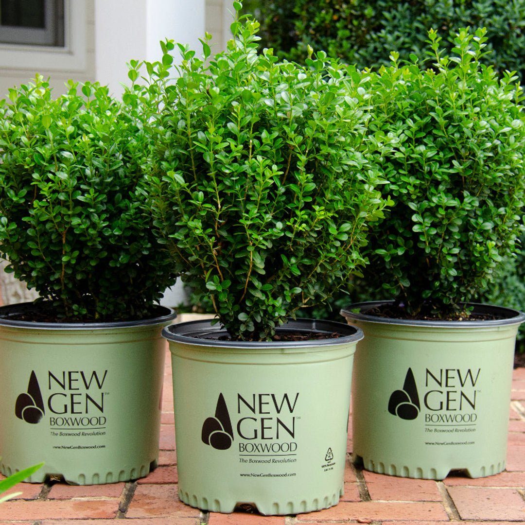 Boxwood - Newgen Freedom