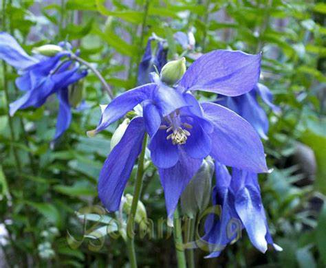 Aquilegia 'Alpine Blue' Columbine