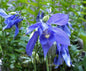 Aquilegia 'Alpine Blue' Columbine