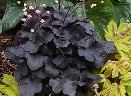 Heuchera 'Blackout' Coral Bells