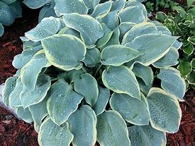 Hosta 'Frosted Dimple'