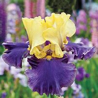 Bearded Iris - Jurassic Park