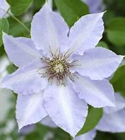 Clematis 'Tranquilite'