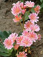 Assorted Lewisia