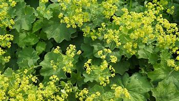 Alchemilla 'Mollis’ Lady's Mantel