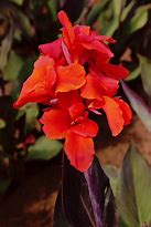 Canna 'King Humbert'