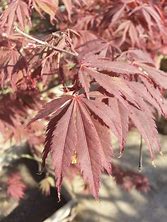 Japanese Maple - Burgundy Lace