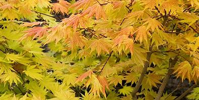 Japanese Maple - Yellow Princess