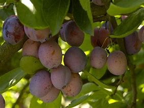 Plum - Multiple Varieties on 1 Tree