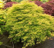 Japanese Maple - LemonLime Lace