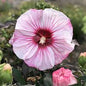 Hibiscus "Cherry Choco Latte' Rose Mallow