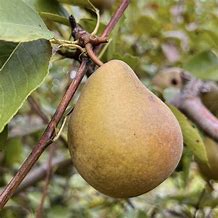 Pear - Seckel Semi Dwarf
