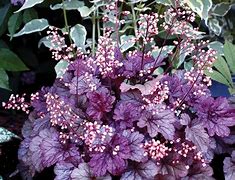 Heuchera