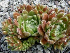 Sempervivum - Freckles