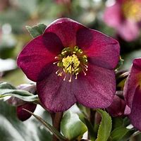 Helleborus 'Red in Rome' Lentin Rose