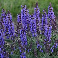 Salvia 'Bumblebee Blue' Sage