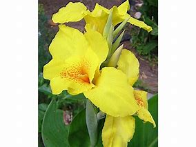 Canna 'Richard Wallace'